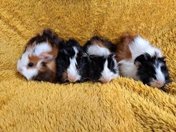 Jonge cavia's borstelhaar te koop beschikbaar voor biedingen
