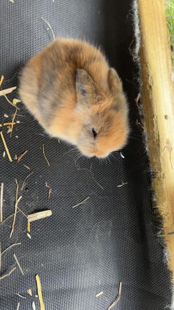 5 baby konijntjes zoeken een huisje beschikbaar voor biedingen