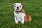 Engelse Bulldog pups te koop, Dieren en Toebehoren, Honden | Bulldogs, Pinschers en Molossers, 15 weken tot 1 jaar, Reu, Buitenland