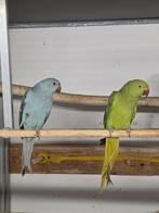 Halsbandparkiet koppel