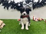Border Sheepdog pups (Border Collie x Shetland Sheepdog)