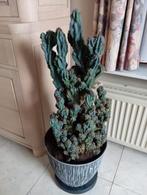 Cactus 35 jaar oud. Cereus cactus, Cactus, In pot, Ophalen