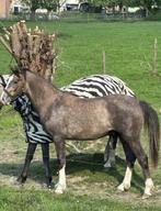 D-pony, Dieren en Toebehoren, Springpaard, Minder dan 160 cm, Gechipt, 0 tot 2 jaar