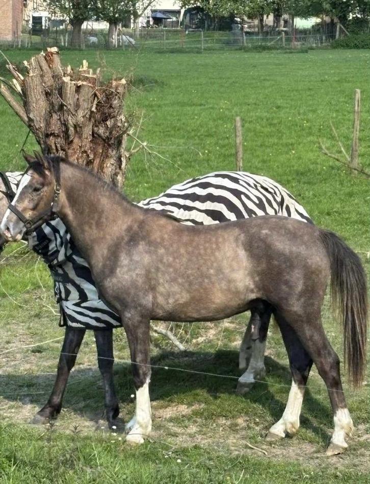 D-pony, Dieren en Toebehoren, Paarden, Hengst, Onbeleerd, Minder dan 160 cm, 0 tot 2 jaar, Springpaard, Met stamboom, Gechipt