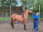 Arabieren, Dieren en Toebehoren, Hengst