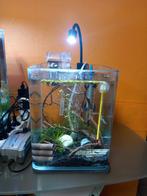 Nano aquarium 20 sur 20 sur 25 complet, Enlèvement, Utilisé