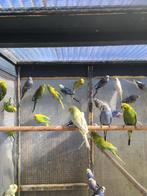 HIPPE KLEUREN GRASPARKIETJES VANAF 16 EURO/KOPPEL, Meerdere dieren, Parkiet