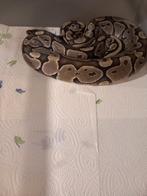 Koningspythons, Dieren en Toebehoren, Reptielen en Amfibieën, Slang, Tam, 3 tot 6 jaar