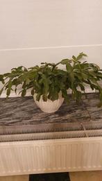 Kamerplant (gemiddelde grootte) - Kerstcactus, Huis en Inrichting, Kamerplanten, Ophalen