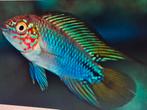 Dwergcichlide opal apistogramma, Vis, Zoetwatervis
