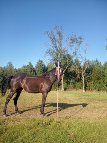 MERRIE  PAARD  3 jaar ,top afstamming , springpaarden ; BWP  beschikbaar voor biedingen