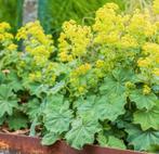 VROUWENMANTEL = GEMAKKELIJKE BODEMBEDEKKER, Volle zon, Vaste plant, Zomer, Ophalen
