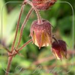 2 geum rivale in pot, Tuin en Terras, Ophalen, Vaste plant