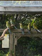 Strogele rosellas wildkleur, Meerdere dieren, Parkiet, Geringd