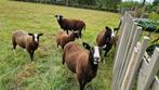 Kudde van 9 zwartbles