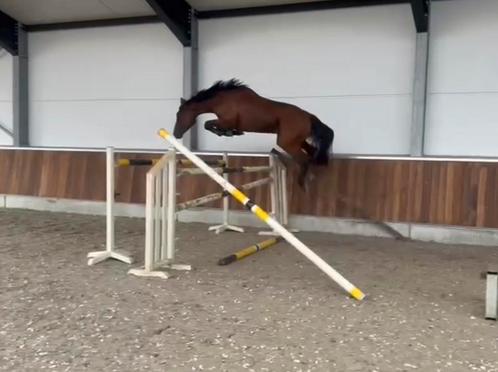 Springpaard hengst: met goeie stamboom Escalade Z (3,5 jaar), Animaux & Accessoires, Chevaux, Étalon, Z, 170 à 175 cm, 3 à 6 ans