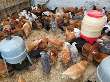 Legkippen verschillende kleuren  beschikbaar voor biedingen