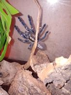 Poecilotheria Metallica te koop, Dieren en Toebehoren, Insecten en Spinnen, Spin of Schorpioen