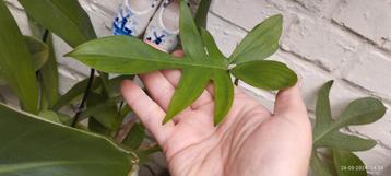 Stekken Philodendron Florida 