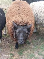 Ram bruin1,5 jaar en ramlammers 6 maand , ooilammers 6 maand, Dieren en Toebehoren, Schapen, Geiten en Varkens, Mannelijk, Schaap