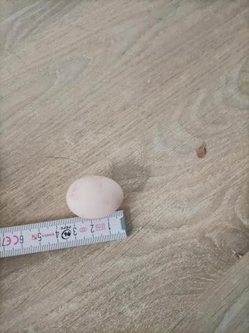 Kleinste ei, Dieren en Toebehoren
