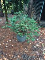 ilex crenata, Tuin en Terras, Planten | Struiken en Hagen, Ophalen