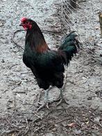 Jonge haan, Dieren en Toebehoren, Pluimvee, Mannelijk, Kip