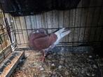 Verschilende rassen duiven te koop foto' op aanvraag, Dieren en Toebehoren, Vogels | Duiven
