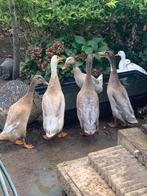 Loopeenden te koop, Dieren en Toebehoren, Meerdere dieren, Eend