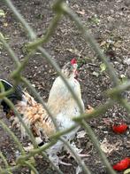 Haan, Dieren en Toebehoren, Vogels | Overige Vogels