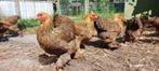 Brahma hennen kriel, Dieren en Toebehoren