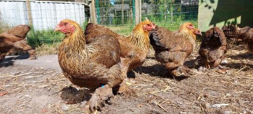Brahma hennen kriel, Dieren en Toebehoren, Pluimvee