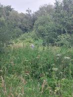 Vaste planten ruilen, Tuin en Terras, Ophalen, Volle zon, Vaste plant, Kruiden