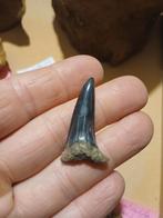 Isurus desori haaientand, Enlèvement ou Envoi