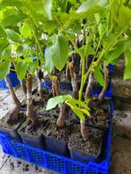 Juglans regia - milotai 10, Tuin en Terras, Ophalen, Overige soorten, Minder dan 100 cm