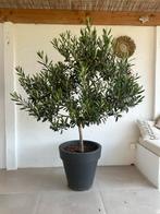 Olijfboom 1m60 - incl pot, Tuin en Terras, Ophalen, Olijfboom