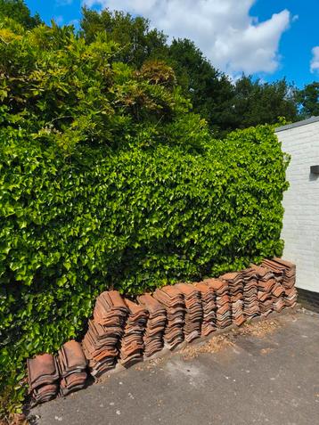 Boomse pannen, Doe-het-zelf en Bouw, Dakpannen en Dakbedekking, Ophalen, Zo goed als nieuw