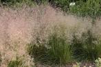 Deschampsia cespitosa 'goldtau'  IDEEAL IN EEN NATUURTUIN, Tuin en Terras, Planten | Tuinplanten, Zomer, Vaste plant, Siergrassen