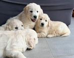 Golden retriever, Dieren en Toebehoren, Honden | Retrievers, Spaniëls en Waterhonden, Golden retriever, België, Particulier, Meerdere