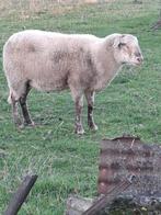 ram, Dieren en Toebehoren, Schapen, Geiten en Varkens, Mannelijk, Schaap, 0 tot 2 jaar