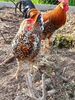 Broedeieren leghorn porselein, Geslacht onbekend, Kip