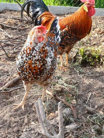 Broedeieren leghorn porselein  beschikbaar voor biedingen