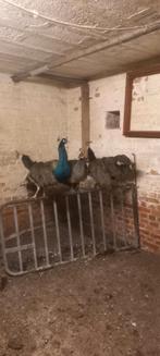 Pauwen, Animaux & Accessoires, Oiseaux | Pigeons