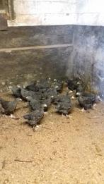 Hen en haan Mechelse koekoek, Dieren en Toebehoren