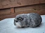 Gladharige cavia's te koop, Dieren en Toebehoren, Cavia