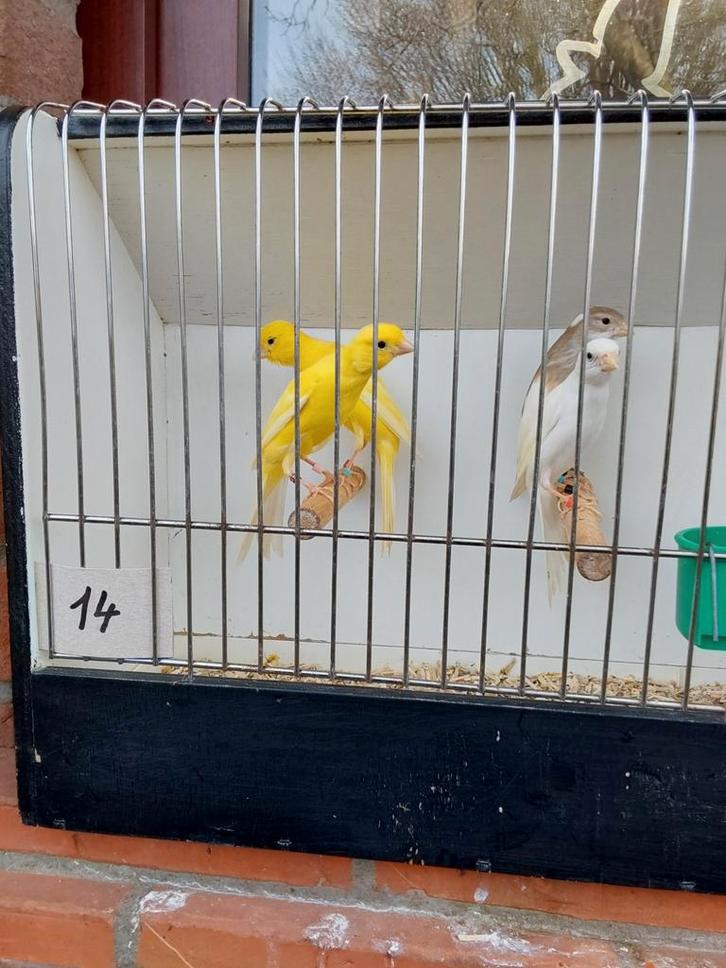 Kanaries (Gereserveerd voor Eric), Animaux & Accessoires, Oiseaux | Canaris