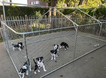 Honden ren beschikbaar voor biedingen
