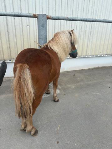 Te koop pony shetland, Enlèvement ou Envoi, Équitation