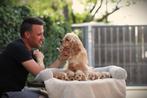 Amerikaanse Cocker puppies, Dieren en Toebehoren, België, 8 tot 15 weken, CDV (hondenziekte), Meerdere