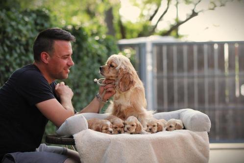 Amerikaanse Cocker puppies, Dieren en Toebehoren, Honden | Retrievers, Spaniëls en Waterhonden, Meerdere dieren, Spaniël, Fokker | Professioneel